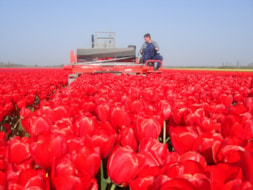 Topping Tulip Lefebers Memory